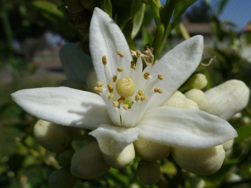 Flores de naranjo