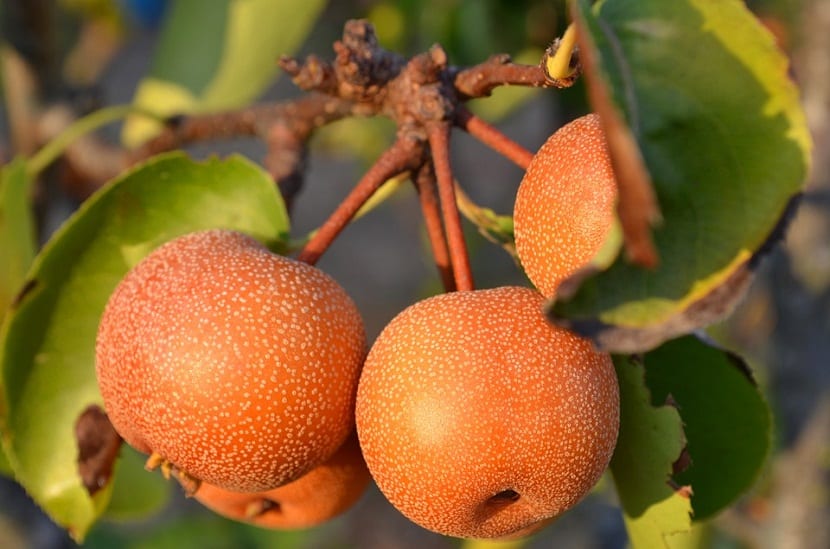 Nashi: cultivo, poda y recolección del peral japonés