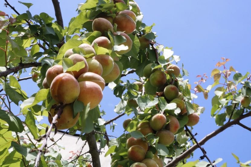 El árbol de nectarina es similar al melocotonero