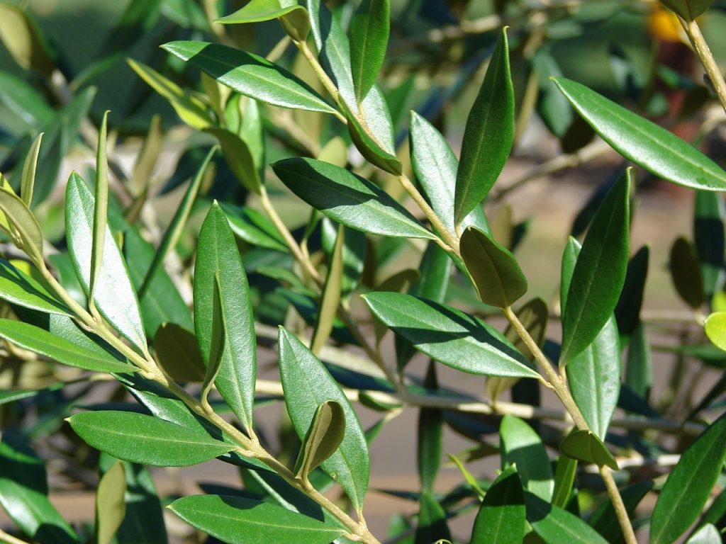 Hojas de olivo verdes por el haz y plateadas por el envés