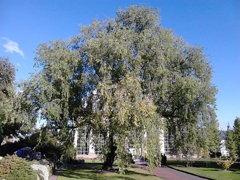 El Ulmus pumila u olmo siberiano es un árbol caducifolio, muy resistente al frio