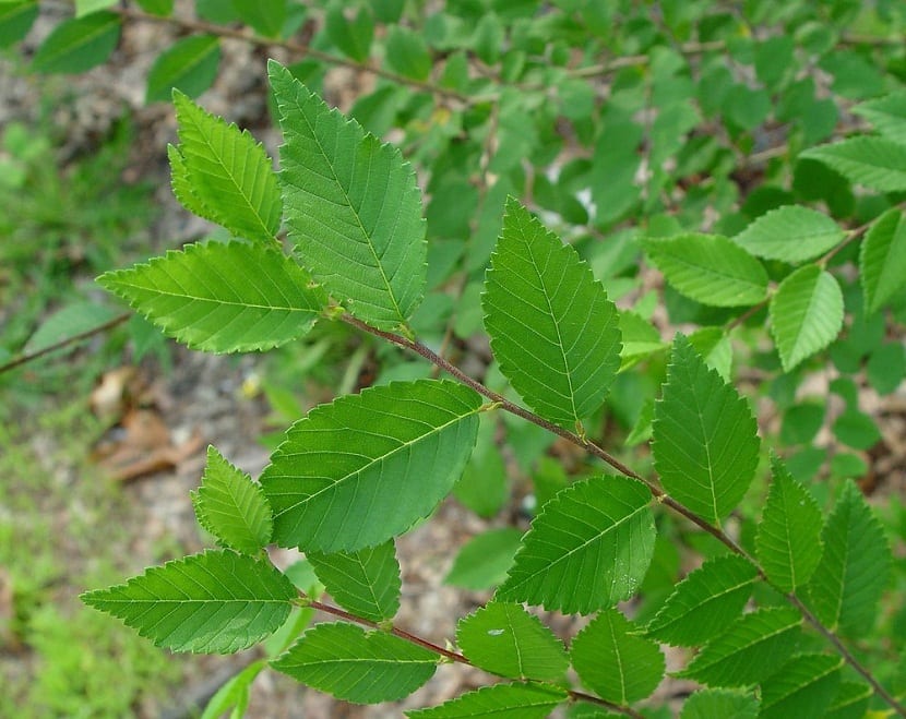 Cuidado del Ulmus pumila