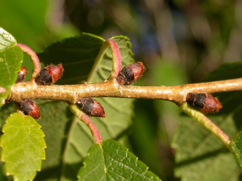 El Ulmus pumila (olmo de Siberia) es originario de Siberia