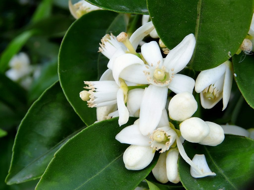 Citrus sinensis