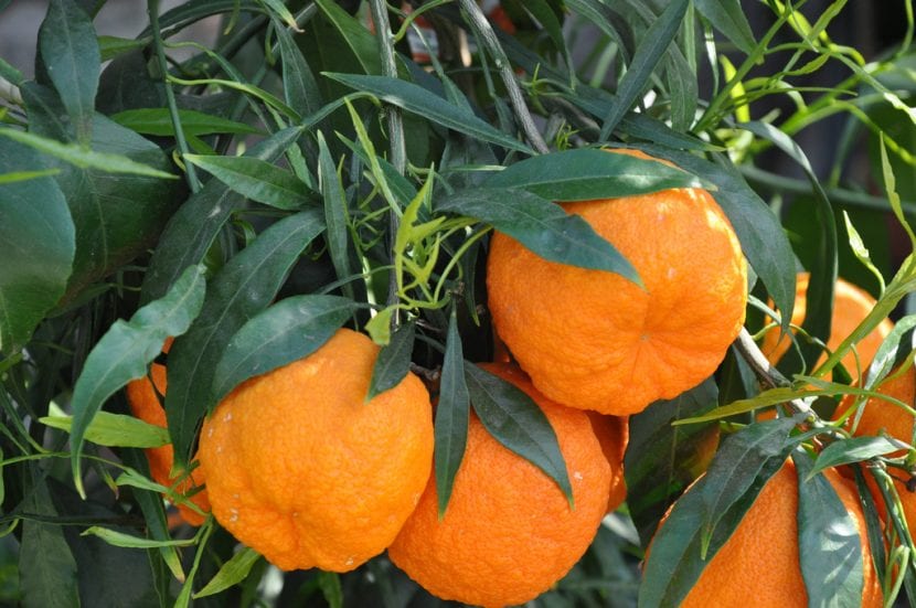 Naranjas maduras en el árbol