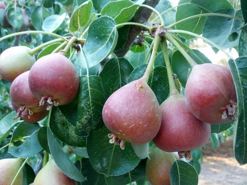 rama de arbol frutal llena de peras pequenas