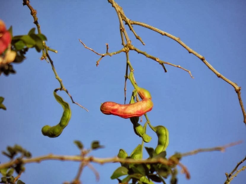 Guamuchil fruto rojo
