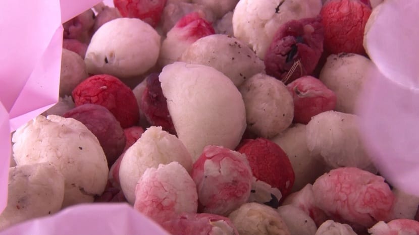 frutos guamuchiles