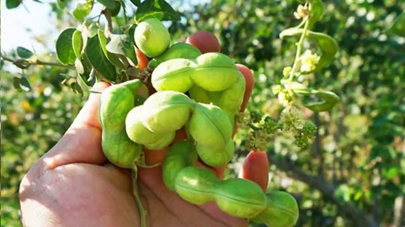 guamuchiles