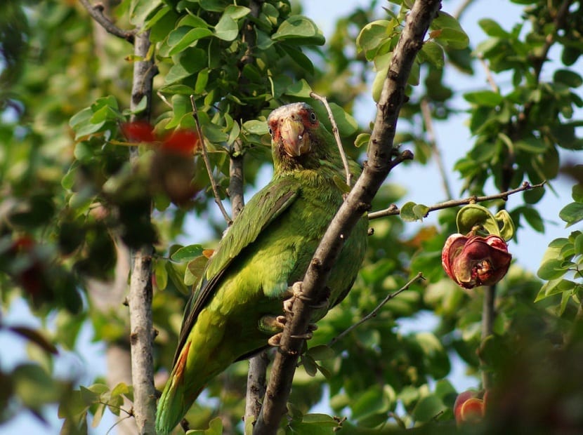 pajaros comiendo guamuchiles