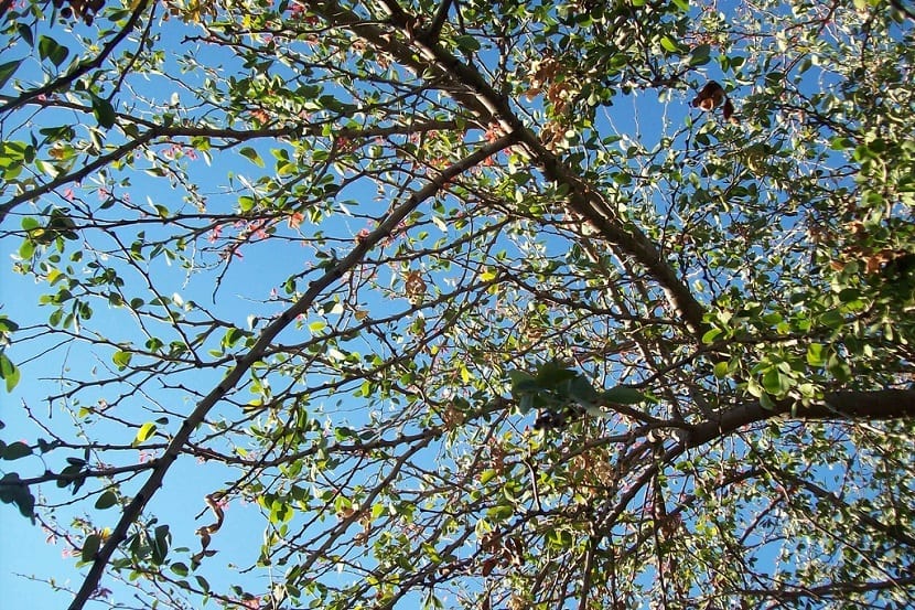 ramas espinosas del guamuchil