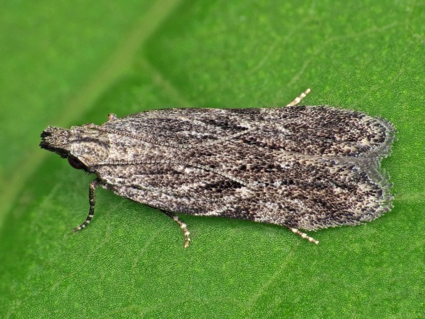 Anarsia, una plaga del almendro