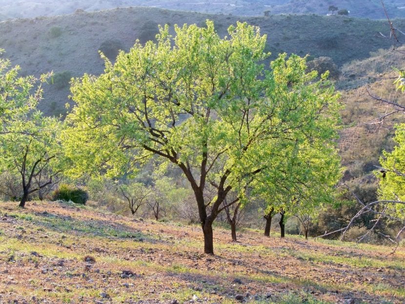 Ejemplar de Prunus dulcis o almendro