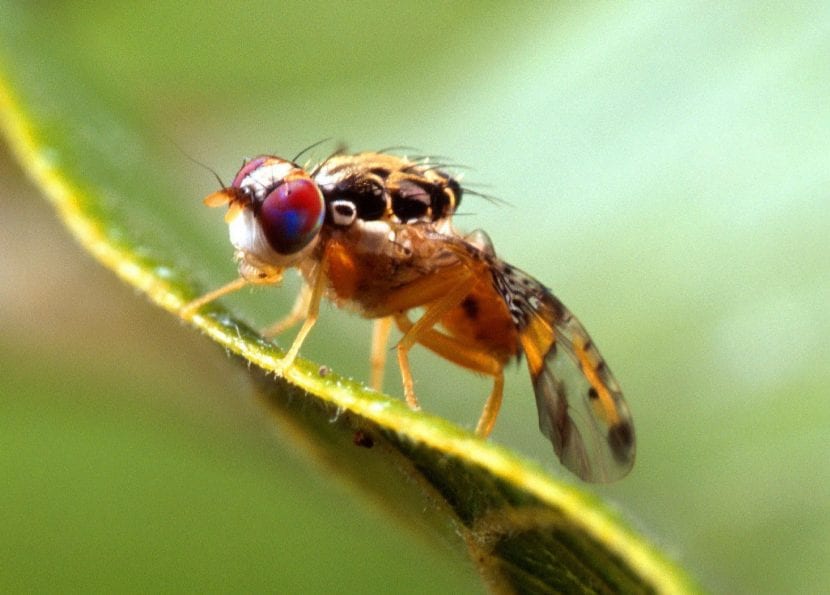 Ejemplar de Ceratitis capitata