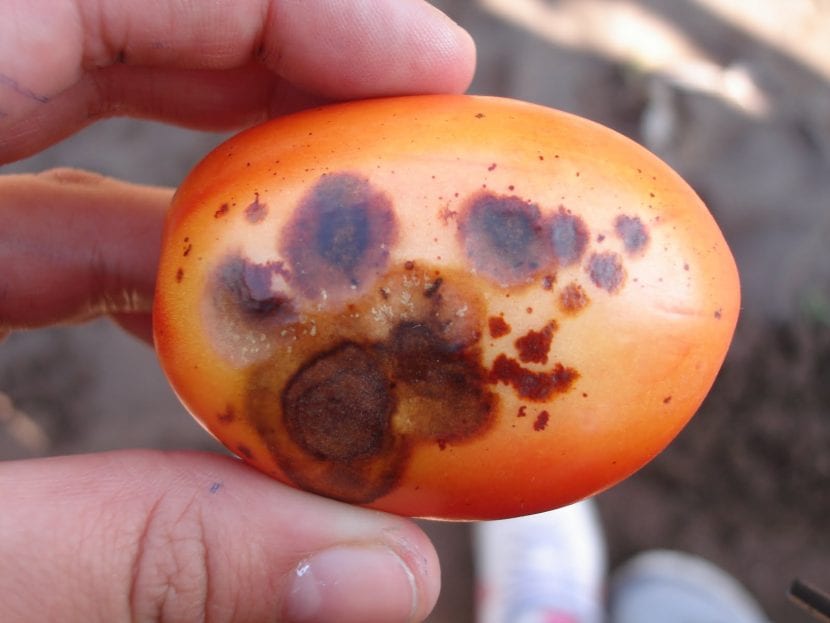Daños de antracnosis en frutos