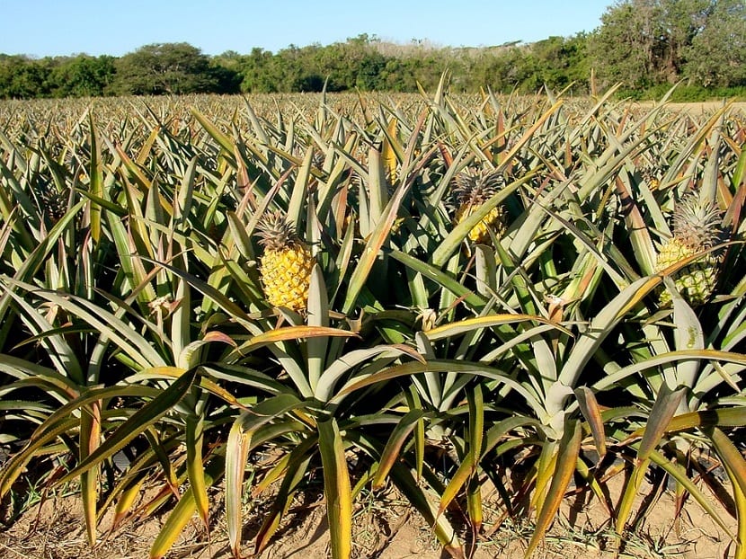 el fruto de la pina empieza a madurar dando lugar a una baya