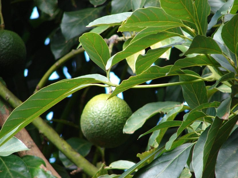 Hojas y fruto de Persea americana