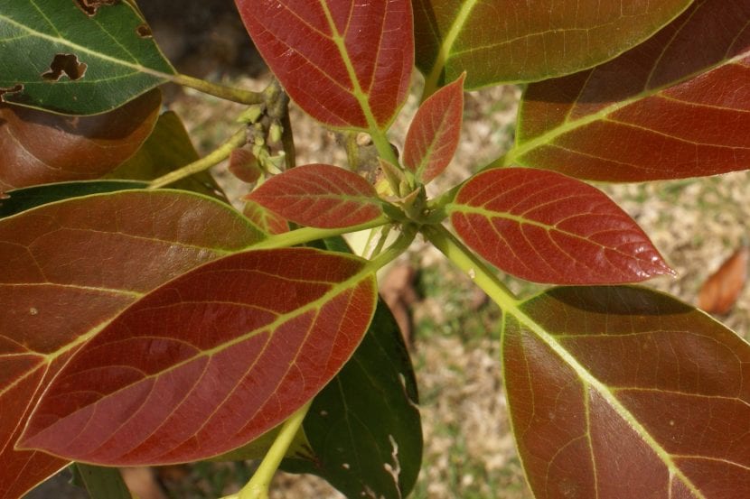 Hojas nuevas de Persea americana o aguacate