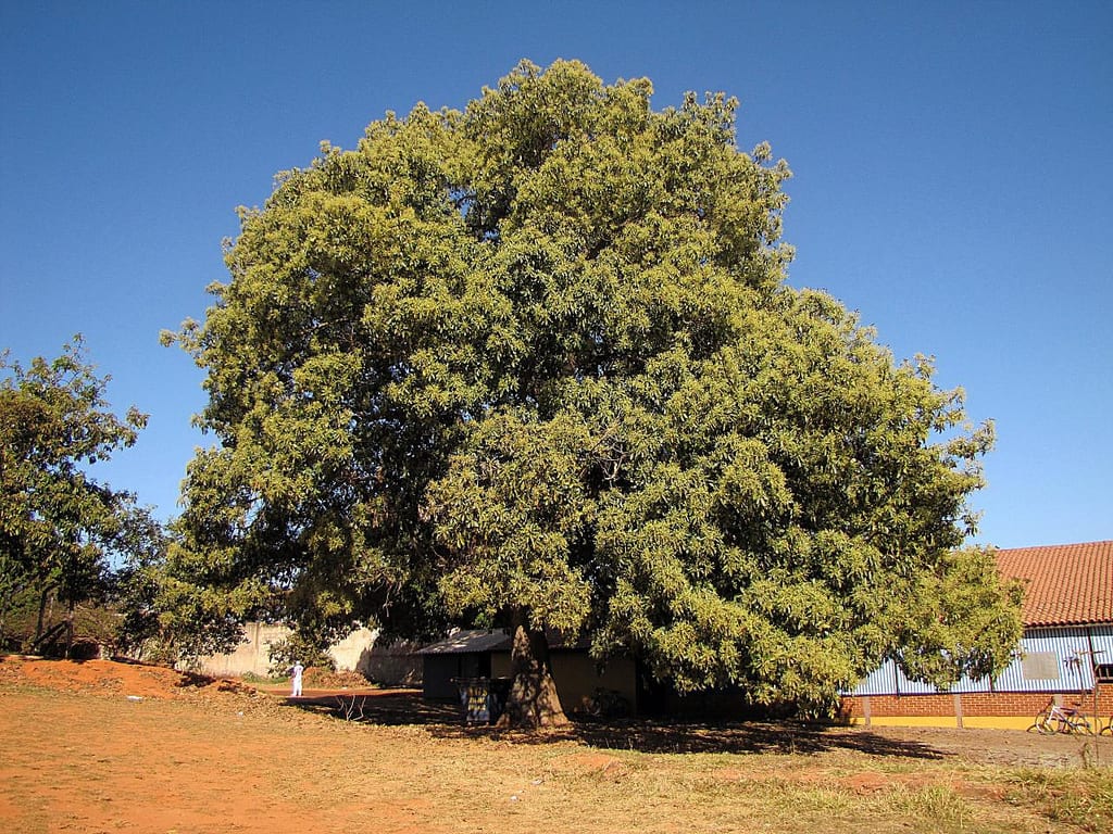 Árbol de aguacate adulto con fruta