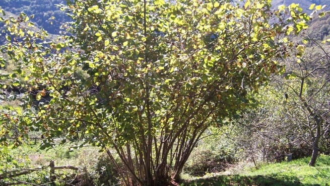 Avellano