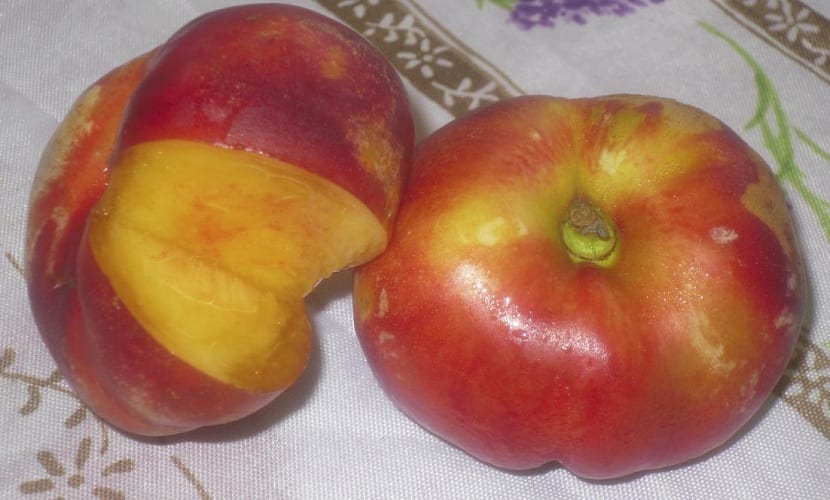 caracteristicas de la platerina