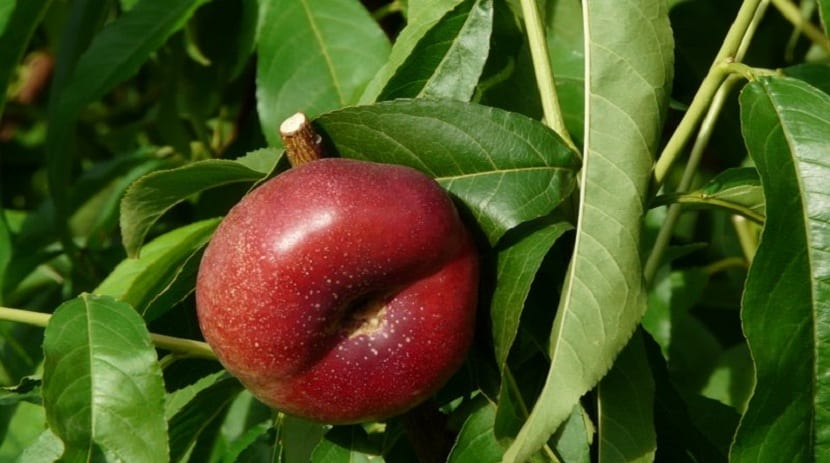 cultivo de platerina