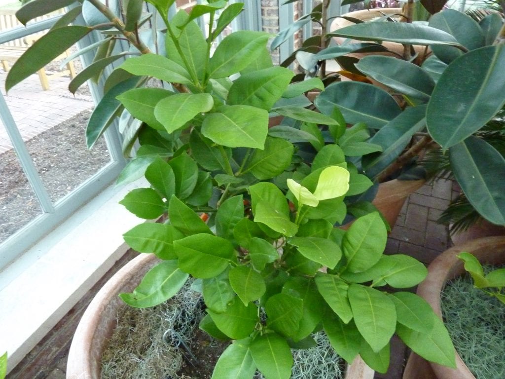 Citrus x paradisi