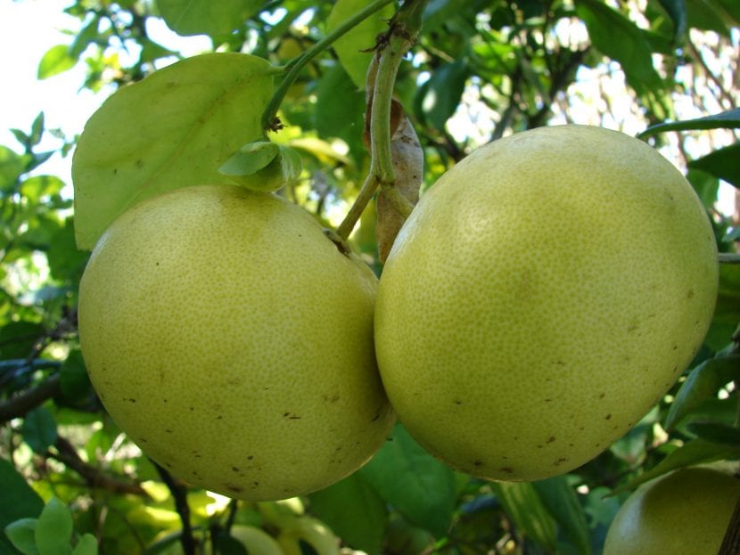 Frutos de pomelo madurando en el árbol