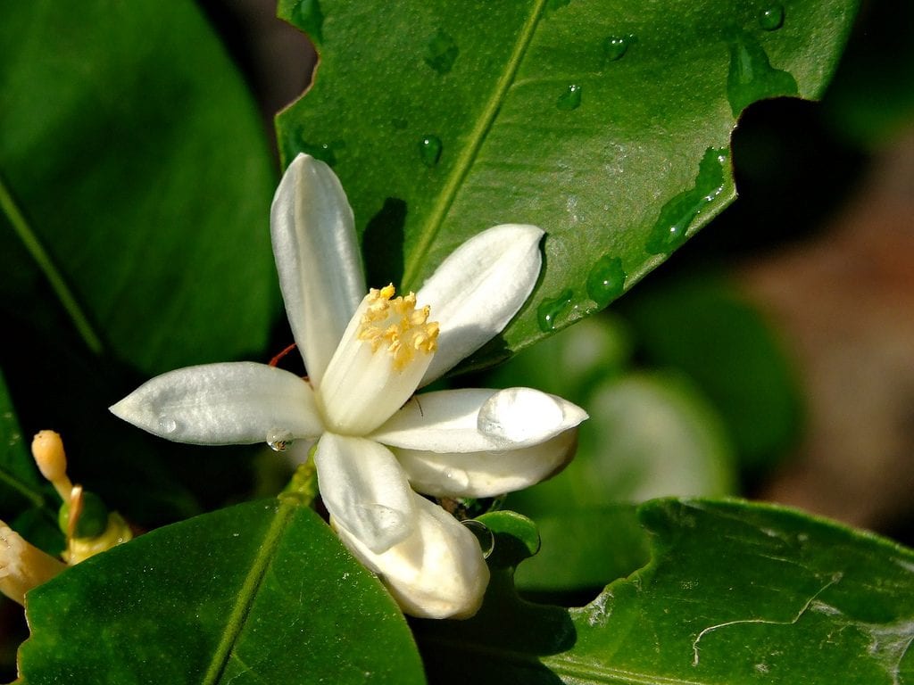 Flor de Citrus