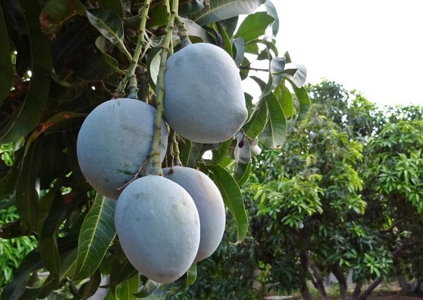 Árbol de mango con frutos