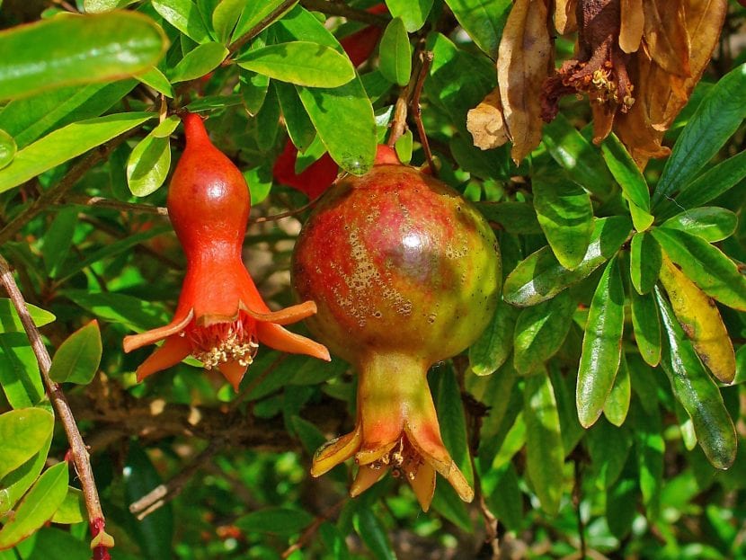 Granado con frutos