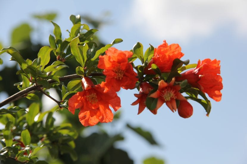 Granado en flor