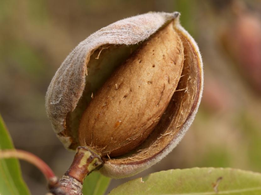 Almendra madura