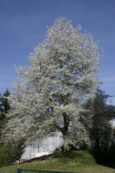 Árbol de Prunus cerasus