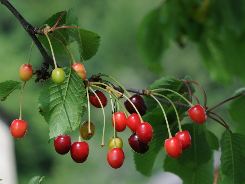 Frutos del Prunus cerasus