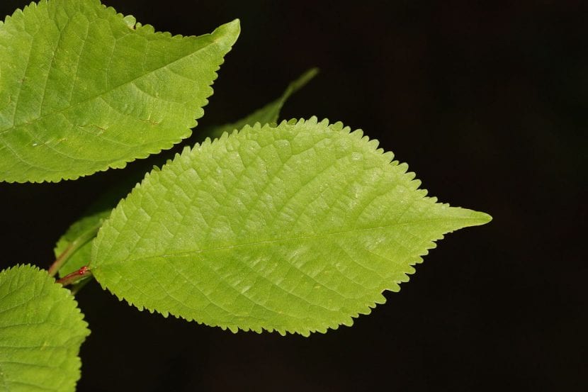 Hojas del Prunus cerasus