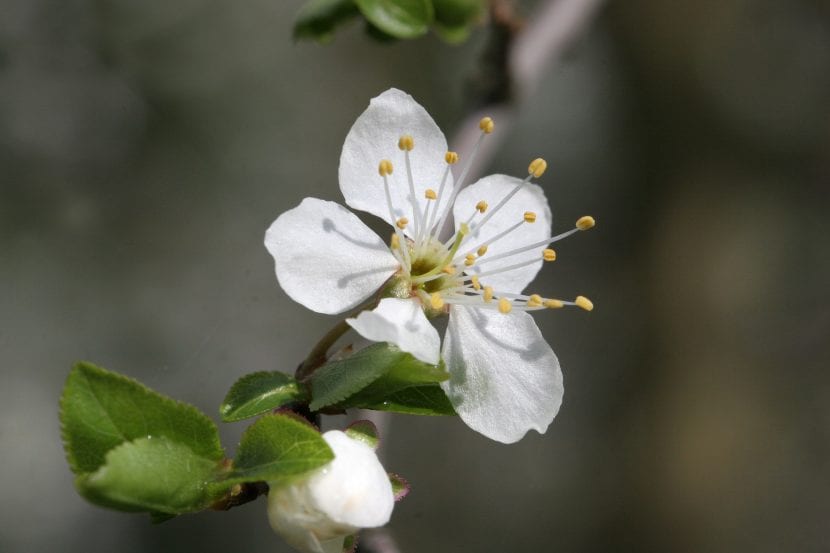 Flor del Prunus insititia