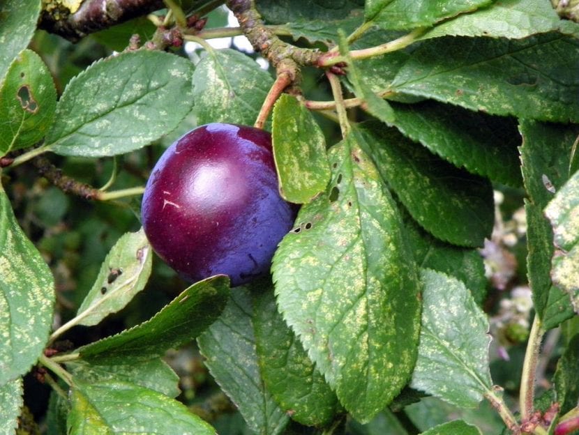 Fruto del endrino mayor