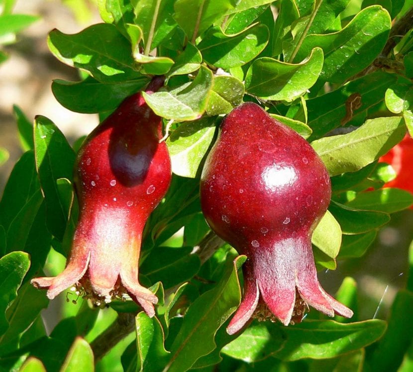 Frutos del Punica granatum 'Nana'