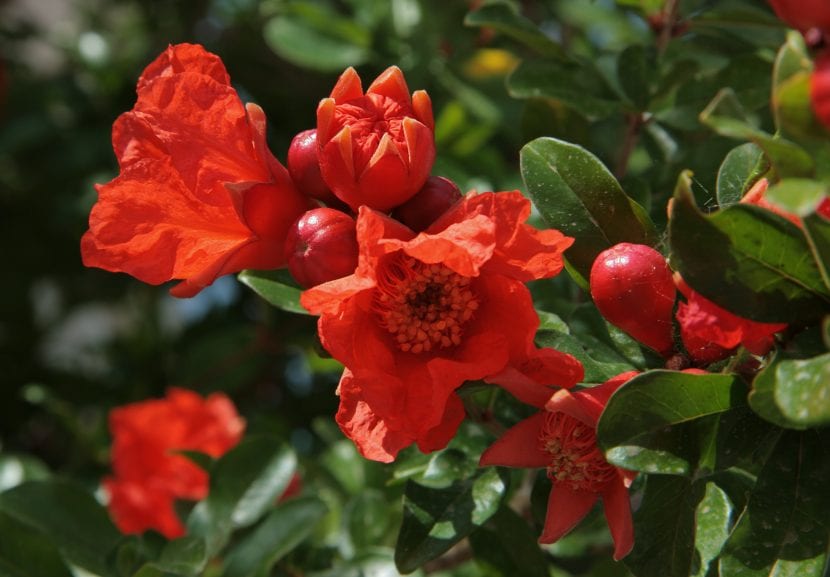 Punica granatum