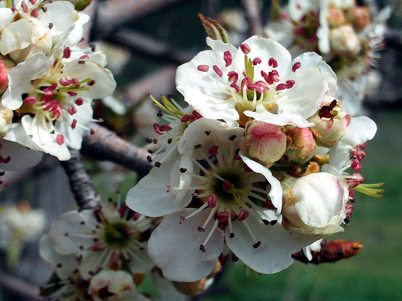 Flores del Pyrus bourgaeana