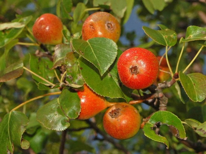 El peral silvestre produce peras rojizas