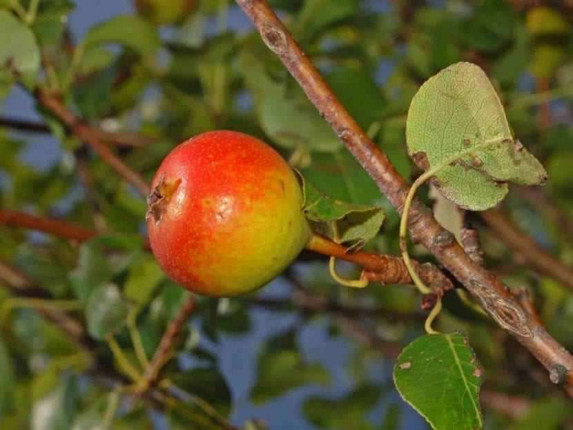 El peral silvestre es un frutal