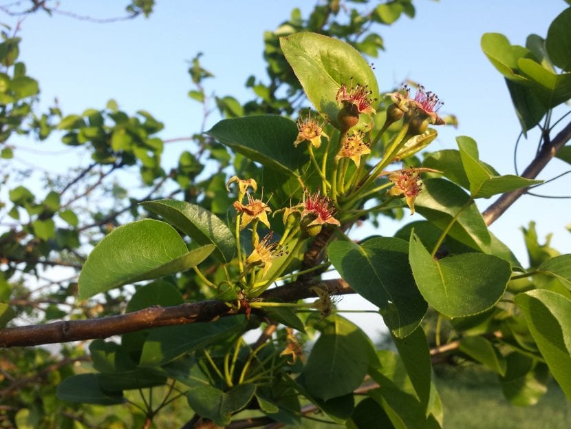 Las hojas del peral silvestre son caducas