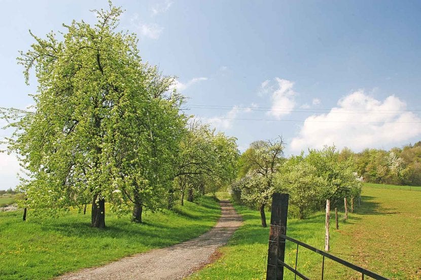 Pyrus communis en un campo abierto