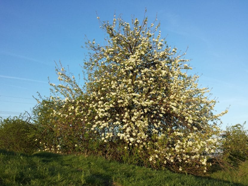 Vista del Pyrus pyraster