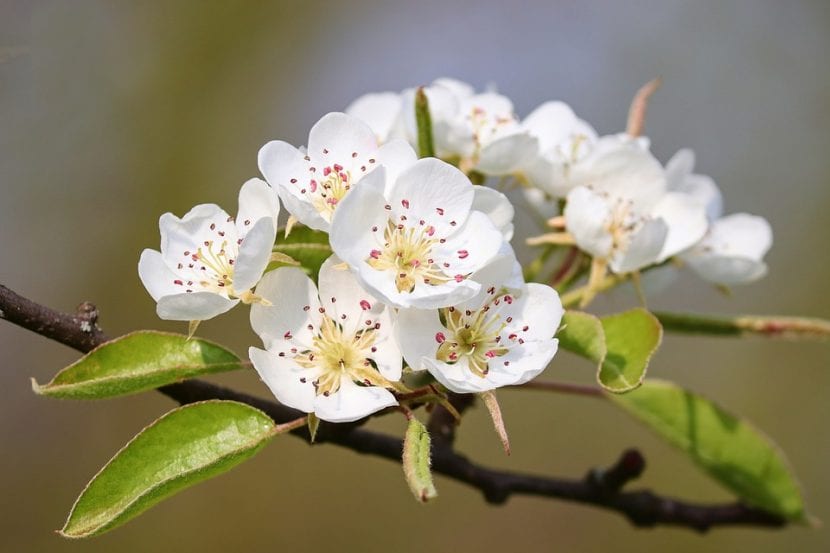 Las flores del peral son blancas