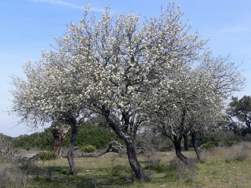 Vista del Pyrus bourgaeana