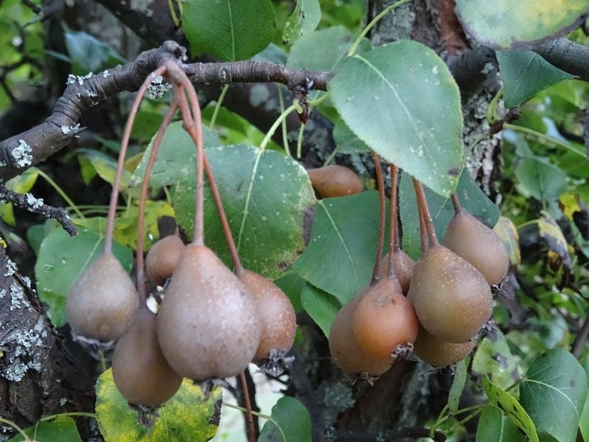 Vista del Pyrus cordata
