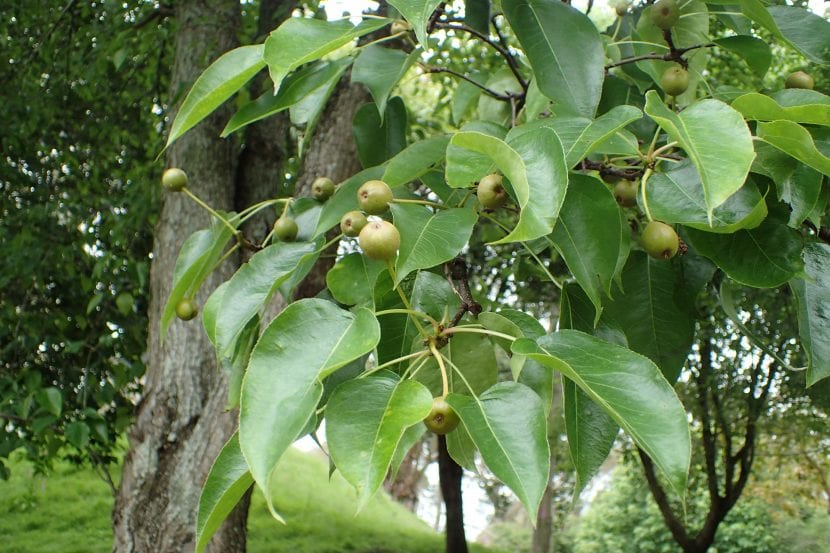 Pyrus pyrifolia en jardín